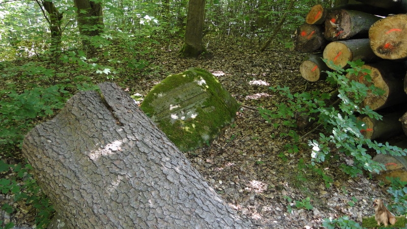 Ritterstein Nr. 270-4 Ruine Jagdhaus Schaudichnichtum.JPG - Ritterstein Nr.270 Ruine Jagdhaus Schaudichnichtum (Schon wieder ein Stammlager des Forstes)